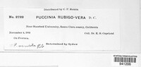 Puccinia recondita image